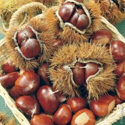 Châtaignier Ou Castanea Sativa ‘Marron De Lyon’