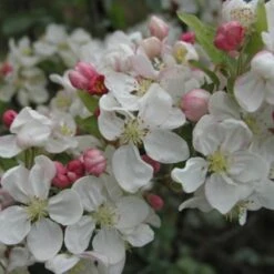 Pommier à Fleurs Ou Malus X PERPETU ® 'Evereste' 15 Pommier à Fleurs Ou Malus X PERPETU ® 'Evereste' -Jardin Entretien Magasin 8510 pommier fleurs perpetu evereste t1000