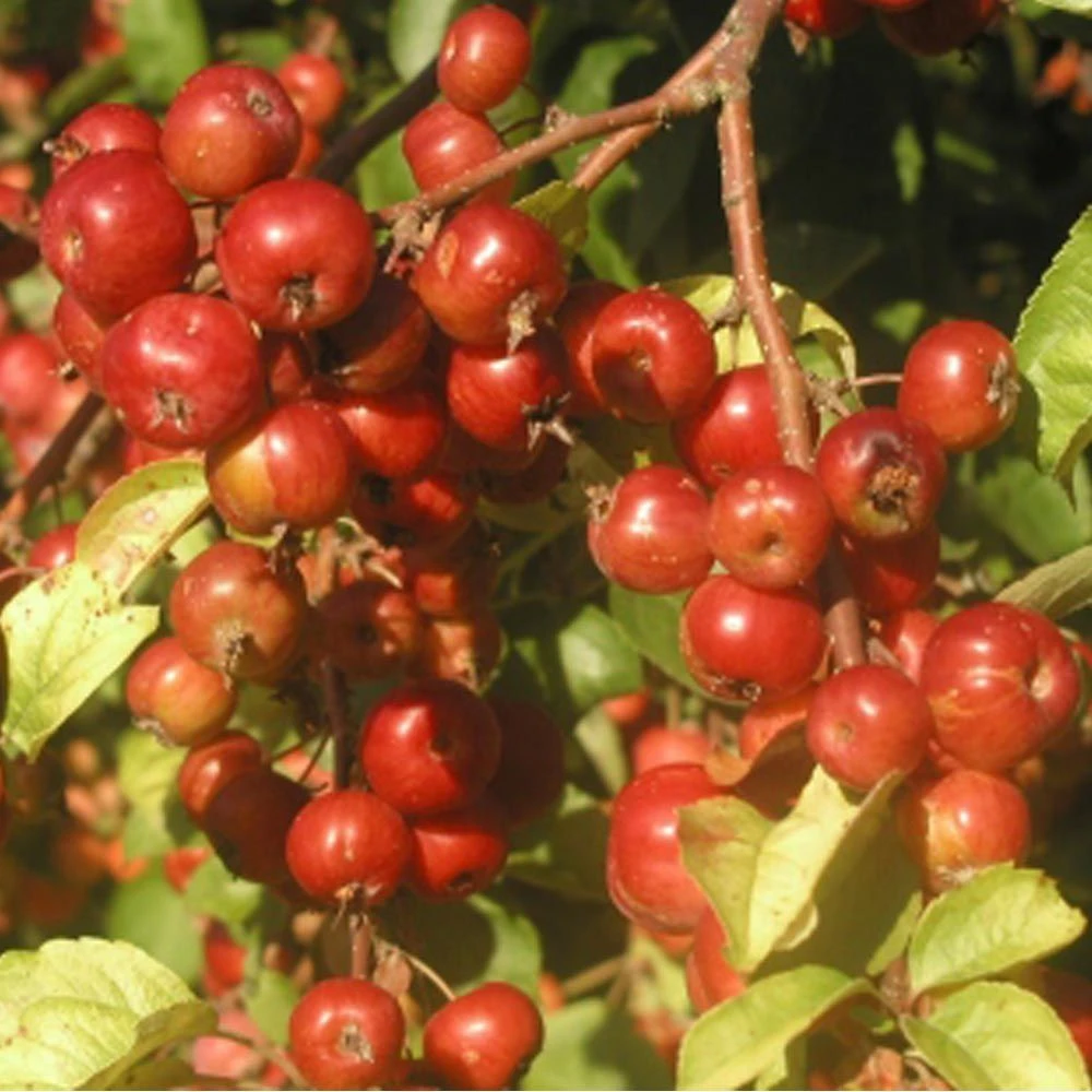 Pommier à Fleurs Ou Malus X PERPETU ® 'Evereste' 2 Pommier à Fleurs Ou Malus X PERPETU ® 'Evereste' – Image 2