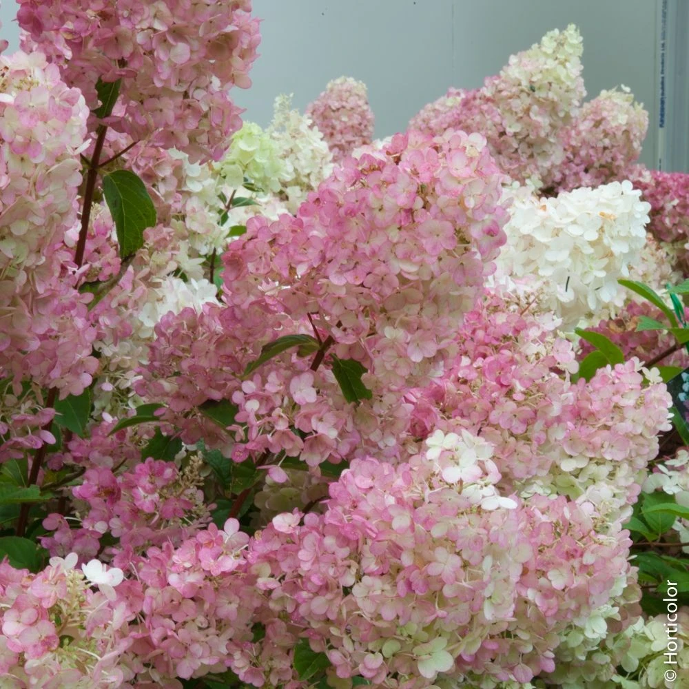 Hortensia Paniculé Ou Hydrangea Paniculata SUNDAE FRAISE ® Rensun 1 Hortensia Paniculé Ou Hydrangea Paniculata SUNDAE FRAISE ® Rensun