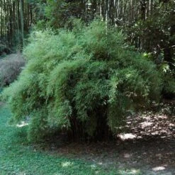 Bambou Fargesia Jiuzhaighou Non Traçant 5 Bambou Fargesia Jiuzhaighou Non Traçant -Jardin Entretien Magasin 8523 bambou fargesia jiuzhaighou non tra ant t1000 2