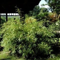 Bambou Fargesia Rufa Non Traçant 5 Bambou Fargesia Rufa Non Traçant -Jardin Entretien Magasin 8524 bambou fargesia rufa non tra ant t1000 2