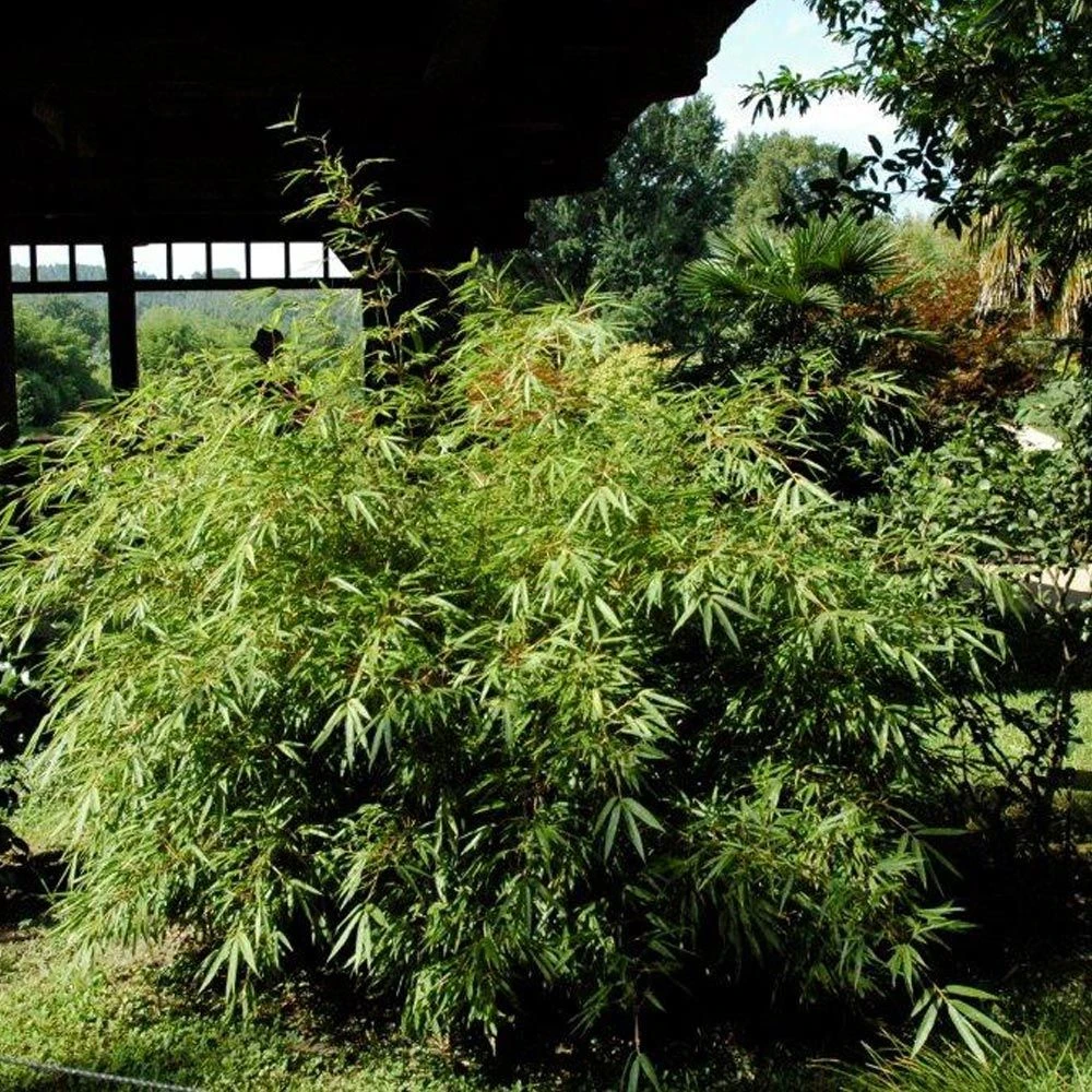 Bambou Fargesia Rufa Non Traçant 3 Bambou Fargesia Rufa Non Traçant – Image 3