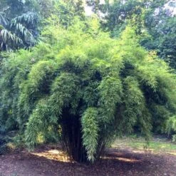 Bambou Fargesia Robusta Non Traçant -Jardin Entretien Magasin 8525 bambou fargesia robusta non tra ant t1000 2