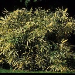 Bambou Hibanobambusa Tranquillans Shriroshima