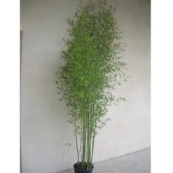 Bambou Phyllostachys Aurea -Jardin Entretien Magasin 8528 8529 8553bambou phyllostachys aurea b t1000