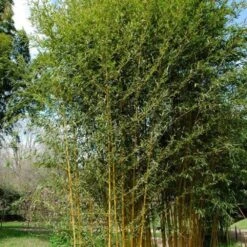 Bambou Phyllostachys Aureosulcata Aureocaulis