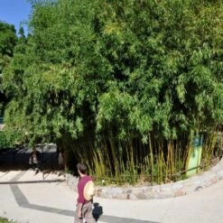 Bambou Phyllostachys Humilis