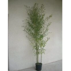 Bambou Phyllostachys Humilis -Jardin Entretien Magasin 8536 8537 8569 bambou phyllostachys humilis c t1000