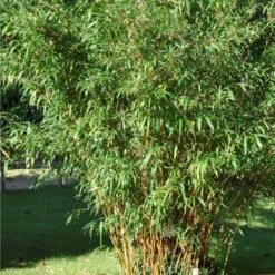 Bambou Semiarundinaria Yashadake Kimmei