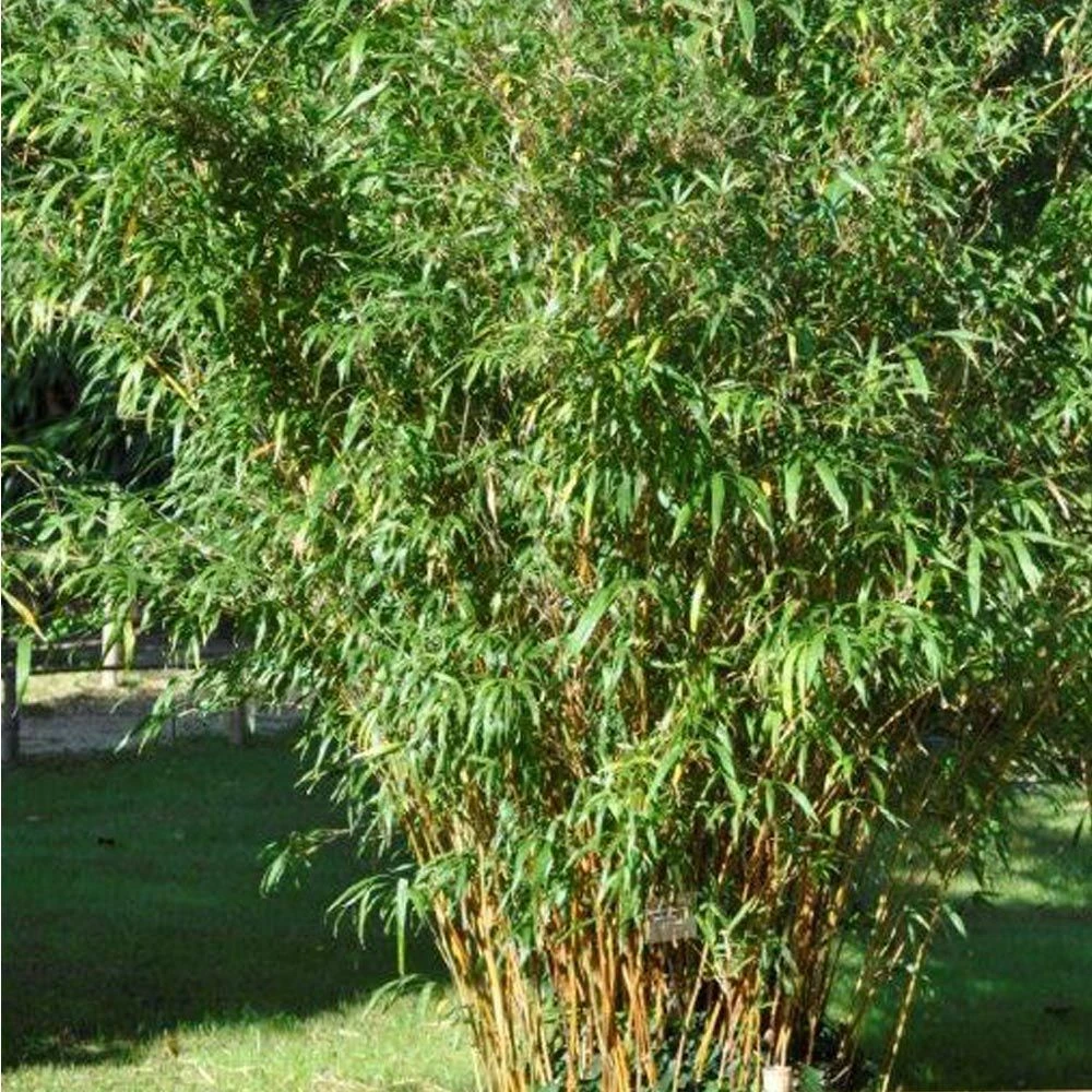 Bambou Semiarundinaria Yashadake Kimmei 1 Bambou Semiarundinaria Yashadake Kimmei