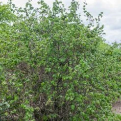 Noisetier Tortueux Ou Corylus Avellana 'Contorta' -Jardin Entretien Magasin 8546a noisetier tortueux t1000