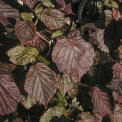 Noisetier Tortueux à Feuillage Pourpre Ou Corylus Avellana 'Red Majestic' Cov -Jardin Entretien Magasin 8547b noisetier tortueux feuillage pourpre t1000