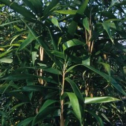 Bambou Indocalamus Latifolius -Jardin Entretien Magasin 8549 bambou indocalamus latifolius c t1000