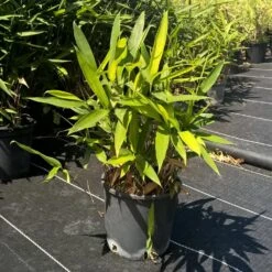 Bambou Sasa Tsuboiana -Jardin Entretien Magasin 8550 bambou sasa tsuboiana c t1000