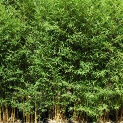 Bambou Phyllostachys Aurea Koi