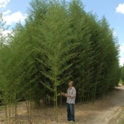 Bambou Phyllostachys Arcana Luteosulcata -Jardin Entretien Magasin 8563 8564 8565 bambou phyllostachys arcana luteosulcata b t1000