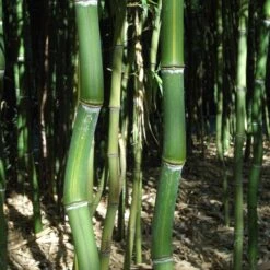 Bambou Phyllostachys Arcana Luteosulcata -Jardin Entretien Magasin 8563 8564 8565 bambou phyllostachys arcana luteosulcata d t1000