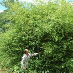 Bambou Phyllostachys Tip-top