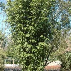 Bambou Pseudosasa Amabilis Tenuis