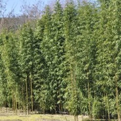 Bambou Semiarundinaria Fastuosa