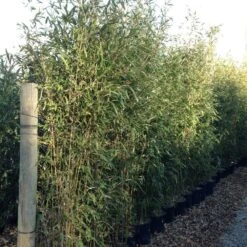 Bambou Semiarundinaria Makinoi