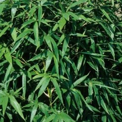 Bambou Semiarundinaria Okuboi -Jardin Entretien Magasin 8583 bambou semiarundinaria okuboi b t1000