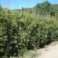 Bambou Semiarundinaria Okuboi -Jardin Entretien Magasin 8583 bambou semiarundinaria okuboi c t1000