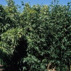 Bambou Semiarundinaria Okuboi -Jardin Entretien Magasin 8583 bambou semiarundinaria okuboi e t1000