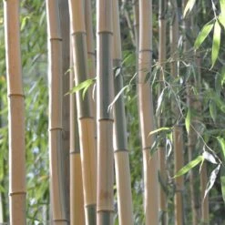 Bambou Phyllostachys Bambusoides Castillonis -Jardin Entretien Magasin 8585 8586 8587 bambou phyllostachys bambusoides castillonis c t1000