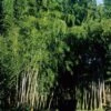 Bambou Phyllostachys Nigra Boryana