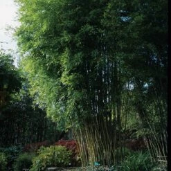 Bambou Phyllostachys Nigra Henonis