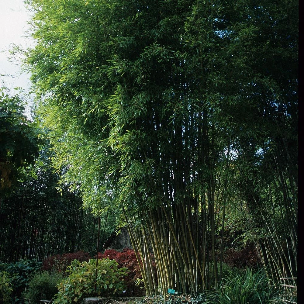 Bambou Phyllostachys Nigra Henonis 1 Bambou Phyllostachys Nigra Henonis