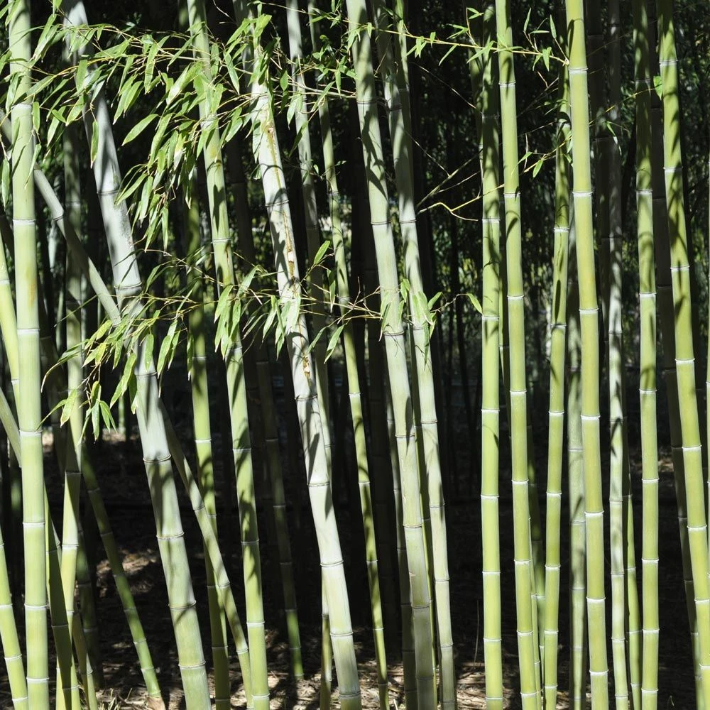 Bambou Phyllostachys Nigra Henonis 2 Bambou Phyllostachys Nigra Henonis – Image 2