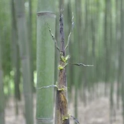 Bambou Phyllostachys Viridiglaucescens -Jardin Entretien Magasin 8597 8598 8599 bambou phyllostachys viridiglaucescens t1000