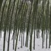 Bambou Phyllostachys Viridiglaucescens