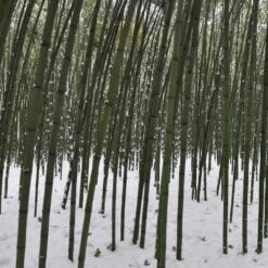 Bambou Phyllostachys Viridiglaucescens