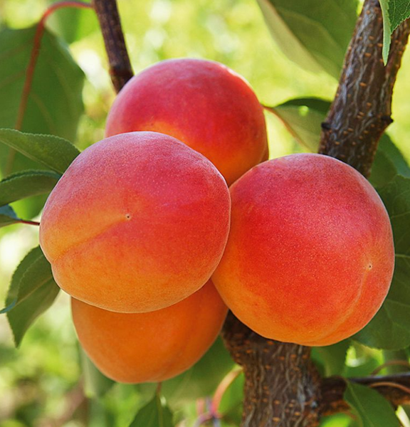 Jardin Entretien Magasin -Jardin Entretien Magasin 85ee5563020fedcb6dcfdedef238027a