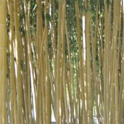 Bambou Phyllostachys Vivax Aureocaulis