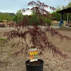 Erable Du Japon Ou Acer Palmatum 'Atrolineare' -Jardin Entretien Magasin 8605 8606 8607 erable du japon atrolineare t1000