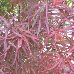 Erable Du Japon Ou Acer Palmatum 'Atrolineare'