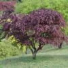 Erable Du Japon Ou Acer Palmatum 'Bloodgood'