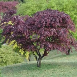 Erable Du Japon Ou Acer Palmatum 'Bloodgood'