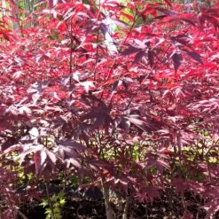 Erable Du Japon Ou Acer Palmatum 'Bloodgood' -Jardin Entretien Magasin 8611 8612 8613 8667c erable du japon bloodgood t1000