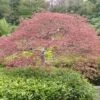 Erable Du Japon Ou Acer Palmatum Ssp. Dissectum 'Crimson Queen'