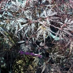 Erable Du Japon Ou Acer Palmatum Ssp. Dissectum 'Crimson Queen' -Jardin Entretien Magasin 8617 8618 8619 8669c erable du japon crimson queen t1000