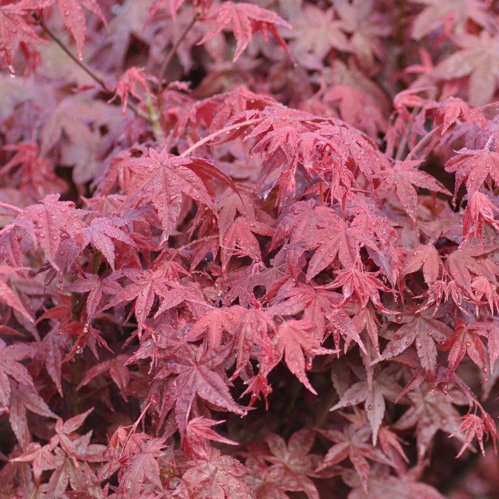Erable Du Japon Ou Acer Palmatum 'Deshojo' 1 Erable Du Japon Ou Acer Palmatum 'Deshojo'