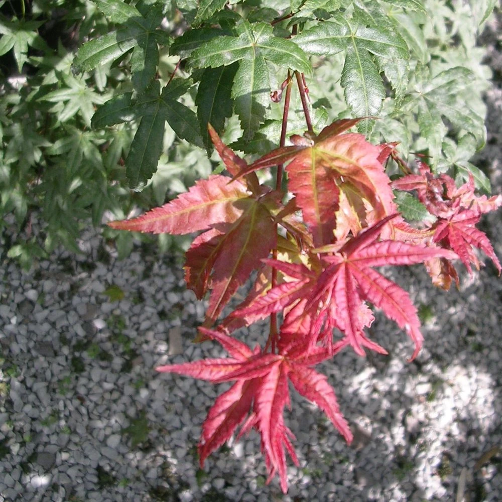 Erable Du Japon Ou Acer Palmatum 'Deshojo' 2 Erable Du Japon Ou Acer Palmatum 'Deshojo' – Image 2
