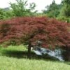 Erable Du Japon Ou Acer Palmatum Ssp. Dissectum 'Garnet'