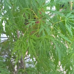 Erable Du Japon Ou Acer Palmatum Ssp. Dissectum 'Viridis' -Jardin Entretien Magasin 8626 8627 8628 8672 erable du japon dissectum viridis t1000